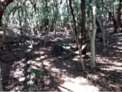 alt="かみごもりいし（神籠石）"