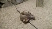 alt="2匹の子ザルのじゃれ合い"