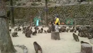 alt="小麦の餌やり"