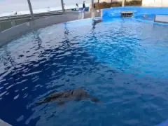 alt="海獣ゾーンのイルカ"