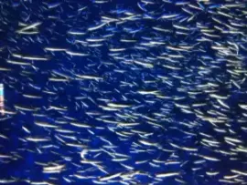 alt="イワシの魚群"