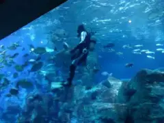 alt="ダイバーによる餌付け"