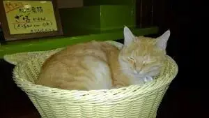 alt="猫番頭のざぼにゃん"