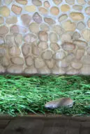 alt="床一面に敷き詰められた薬草である石菖(せきしょう)"