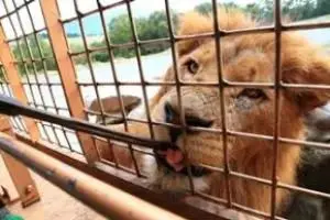 alt="ジャングルバスから見たライオン"