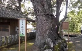 alt="八幡竈門神社の御神木"