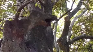 alt="八幡竈門神社にある「龍の顔」"