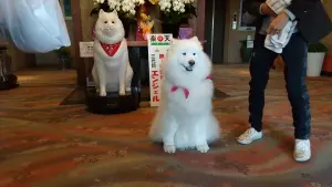 alt="九重悠々亭の3代目エンジェル君”