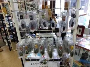 alt="「昆虫の館」本物のクワガタなどのキーホルダーを販売”