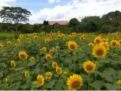 とても綺麗な大神ファームのひまわり