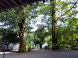 alt="富貴寺の御神木"